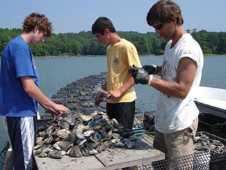 oyster farm